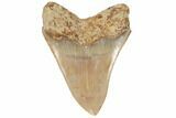 Serrated, Fossil Megalodon Tooth - West Java, Indonesia #196641-2